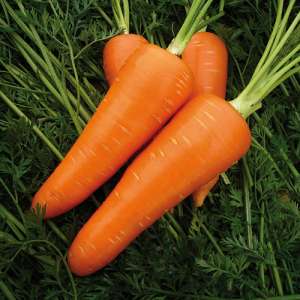 Мирафлорес F1 - морковь, Clause (Клоз) Франция фото, цена